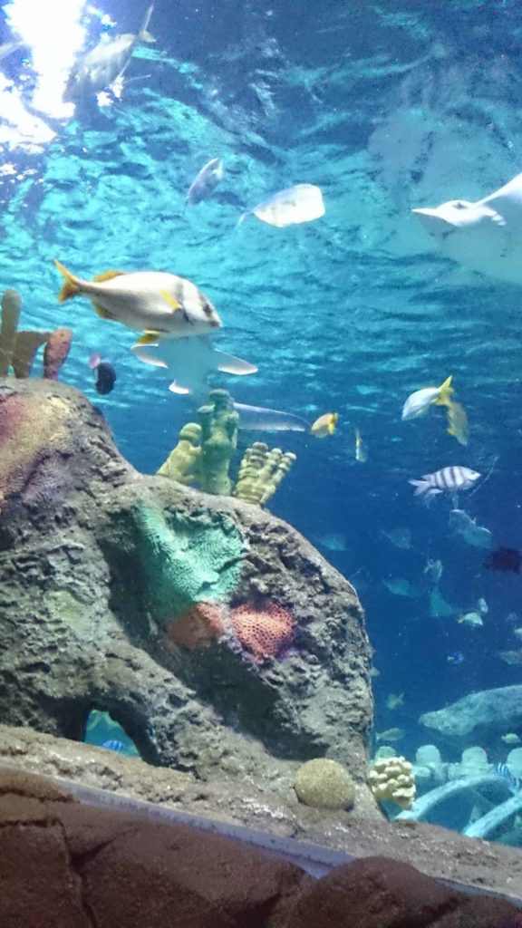 Kansas City SeaLife Aquarium