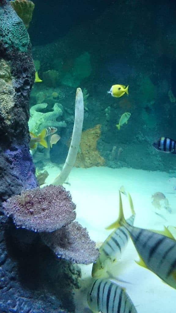 Kansas City SeaLife Aquarium