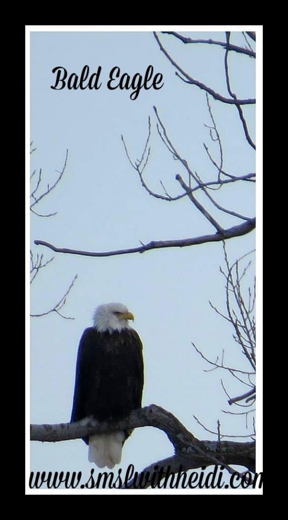 Bald Eagle in Missouri